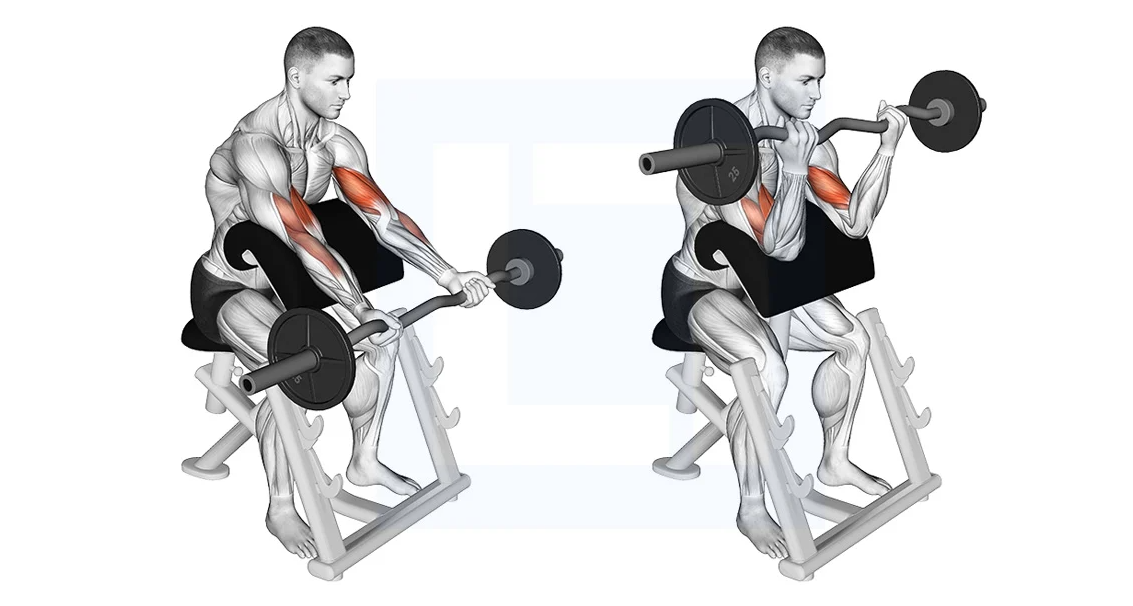 Preacher Curl Alternatives